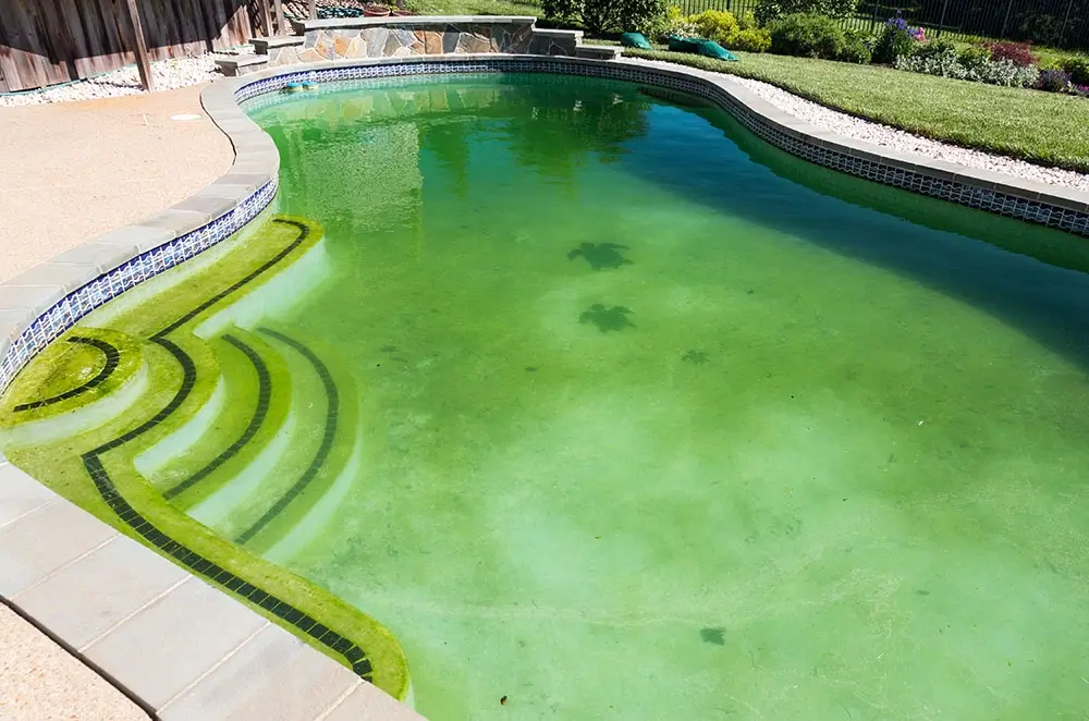pool-turned-green